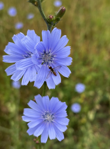 chickory